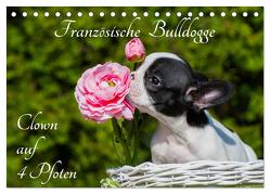 Französische Bulldogge – Clown auf 4 Pfoten (Tischkalender 2024 DIN A5 quer), CALVENDO Monatskalender von Starick,  Sigrid