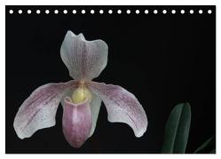 Frauenschuhe – die schönsten Orchideen der Welt (Tischkalender 2024 DIN A5 quer), CALVENDO Monatskalender von Rochow,  Holger