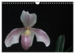 Frauenschuhe – die schönsten Orchideen der Welt (Wandkalender 2024 DIN A4 quer), CALVENDO Monatskalender von Rochow,  Holger