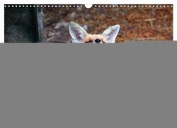 Freche Füchse – lustige Sprüche (Wandkalender 2024 DIN A3 quer), CALVENDO Monatskalender von Kersten,  Peter