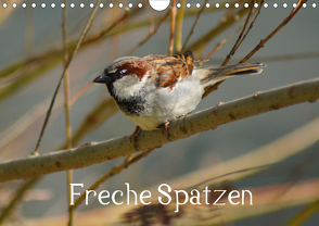 Freche Spatzen (Wandkalender 2021 DIN A4 quer) von kattobello