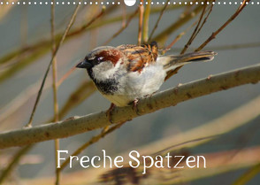 Freche Spatzen (Wandkalender 2023 DIN A3 quer) von kattobello