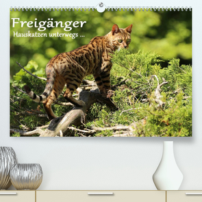 Freigänger – Hauskatzen unterwegs (Premium, hochwertiger DIN A2 Wandkalender 2023, Kunstdruck in Hochglanz) von Schmäing,  Werner