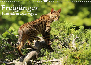 Freigänger – Hauskatzen unterwegs (Wandkalender 2023 DIN A3 quer) von Schmäing,  Werner