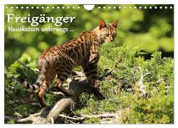 Freigänger – Hauskatzen unterwegs (Wandkalender 2024 DIN A4 quer), CALVENDO Monatskalender von Schmäing,  Werner