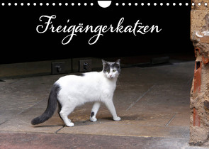 Freigängerkatzen (Wandkalender 2023 DIN A4 quer) von Rütten,  Kristina