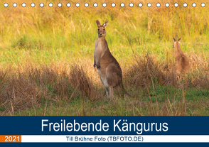 Freilebende Kängurus (Tischkalender 2021 DIN A5 quer) von Brühne Foto (TBFOT.DE),  Till