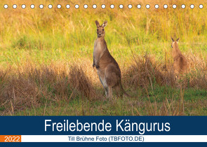 Freilebende Kängurus (Tischkalender 2022 DIN A5 quer) von Brühne Foto (TBFOT.DE),  Till