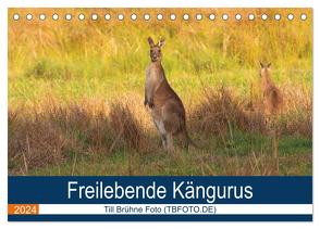 Freilebende Kängurus (Tischkalender 2024 DIN A5 quer), CALVENDO Monatskalender von Brühne Foto (TBFOT.DE),  Till