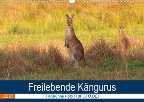 Freilebende Kängurus (Wandkalender 2021 DIN A3 quer) von Brühne Foto (TBFOT.DE),  Till
