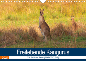Freilebende Kängurus (Wandkalender 2021 DIN A4 quer) von Brühne Foto (TBFOT.DE),  Till