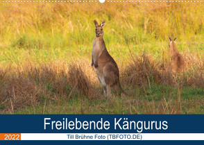 Freilebende Kängurus (Wandkalender 2022 DIN A2 quer) von Brühne Foto (TBFOT.DE),  Till