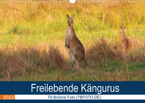 Freilebende Kängurus (Wandkalender 2022 DIN A3 quer) von Brühne Foto (TBFOT.DE),  Till
