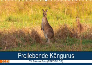 Freilebende Kängurus (Wandkalender 2023 DIN A2 quer) von Brühne Foto (TBFOT.DE),  Till