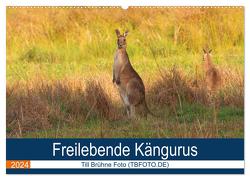 Freilebende Kängurus (Wandkalender 2024 DIN A2 quer), CALVENDO Monatskalender von Brühne Foto (TBFOT.DE),  Till