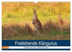 Freilebende Kängurus (Wandkalender 2024 DIN A3 quer), CALVENDO Monatskalender von Brühne Foto (TBFOT.DE),  Till