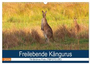 Freilebende Kängurus (Wandkalender 2024 DIN A3 quer), CALVENDO Monatskalender von Brühne Foto (TBFOT.DE),  Till