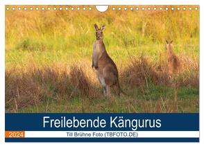 Freilebende Kängurus (Wandkalender 2024 DIN A4 quer), CALVENDO Monatskalender von Brühne Foto (TBFOT.DE),  Till