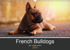 French Bulldog aktiv, verspielt, sportlich (Wandkalender 2019 DIN A3 quer) von Block,  Janina