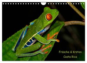 Frösche & Kröten Costa Rica (Wandkalender 2024 DIN A4 quer), CALVENDO Monatskalender von Dummermuth,  Stefan