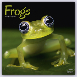 Frogs – Frösche 2024 – 16-Monatskalender