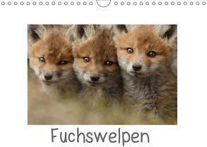 Fuchswelpen (Wandkalender 2019 DIN A4 quer) von Marklein,  Gabi