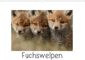 Fuchswelpen (Wandkalender 2022 DIN A3 quer) von Marklein,  Gabi