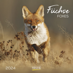 Füchse 2024 von Korsch Verlag