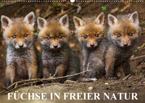 Füchse in freier Natur (Wandkalender 2021 DIN A2 quer) von Ulrich Hopp,  Dr.