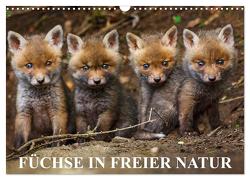 Füchse in freier Natur (Wandkalender 2024 DIN A3 quer), CALVENDO Monatskalender von Ulrich Hopp,  Dr.