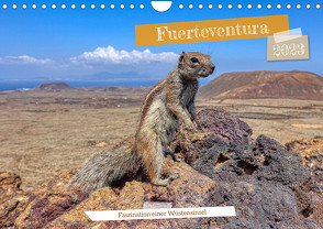 Fuerteventura – Faszination einer Wüsteninsel (Wandkalender 2023 DIN A4 quer) von Balan,  Peter