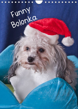 Funny Bolonka (Wandkalender 2023 DIN A4 hoch) von weh-zet