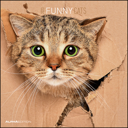 Funny Cats 2023 – Broschürenkalender 30×30 cm (30×60 geöffnet) – Kalender mit Platz für Notizen – Katzen – Bildkalender – Wandplaner – Katzenkalender