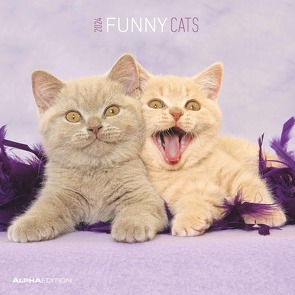 Funny Cats 2024 – Broschürenkalender 30×30 cm (30×60 geöffnet) – Kalender mit Platz für Notizen – Katzen – Bildkalender – Wandplaner – Katzenkalender