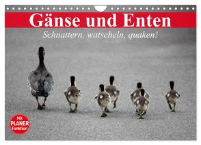 Gänse und Enten. Schnattern, watscheln, quaken! (Wandkalender 2024 DIN A4 quer), CALVENDO Monatskalender von Stanzer,  Elisabeth