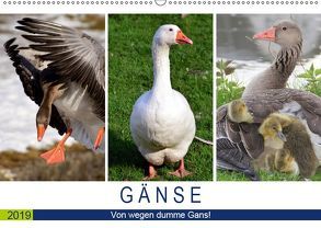 Gänse. Von wegen dumme Gans! (Wandkalender 2019 DIN A2 quer) von Hurley,  Rose