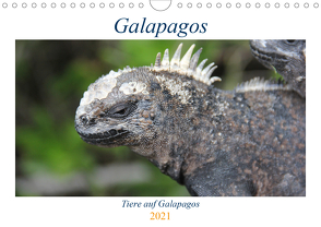 Galapagos 2021 – Tiere auf Galapagos (Wandkalender 2021 DIN A4 quer) von Biebeler,  Ralf
