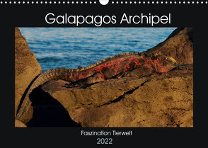 Galapagos Archipel- Faszination Tierwelt (Wandkalender 2022 DIN A3 quer) von Photo4emotion.com