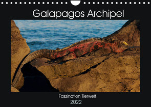 Galapagos Archipel- Faszination Tierwelt (Wandkalender 2022 DIN A4 quer) von Photo4emotion.com