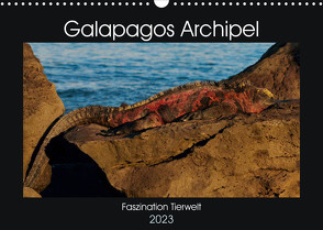 Galapagos Archipel- Faszination Tierwelt (Wandkalender 2023 DIN A3 quer) von Photo4emotion.com