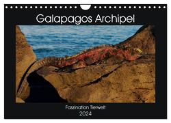 Galapagos Archipel- Faszination Tierwelt (Wandkalender 2024 DIN A4 quer), CALVENDO Monatskalender von Photo4emotion.com,  Photo4emotion.com