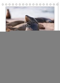 Galapagos – Atemberaubende Tierwelt (Tischkalender 2024 DIN A5 hoch), CALVENDO Monatskalender von Dobrindt,  Jeanette