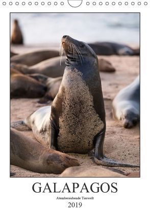 Galapagos – Atemberaubende Tierwelt (Wandkalender 2019 DIN A4 hoch) von Dobrindt,  Jeanette
