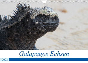 Galapagos Echsen (Wandkalender 2023 DIN A4 quer) von Reeh,  Johannes