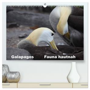 Galapagos. Fauna hautnah (hochwertiger Premium Wandkalender 2024 DIN A2 quer), Kunstdruck in Hochglanz von Krause,  Johanna