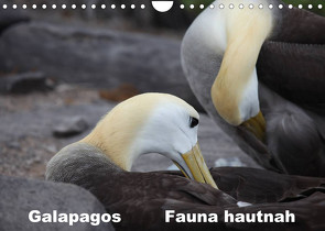 Galapagos. Fauna hautnah (Wandkalender 2022 DIN A4 quer) von Krause,  Johanna