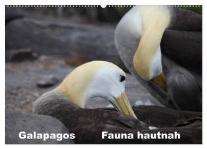 Galapagos. Fauna hautnah (Wandkalender 2024 DIN A2 quer), CALVENDO Monatskalender von Krause,  Johanna