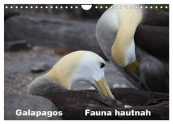 Galapagos. Fauna hautnah (Wandkalender 2024 DIN A4 quer), CALVENDO Monatskalender von Krause,  Johanna