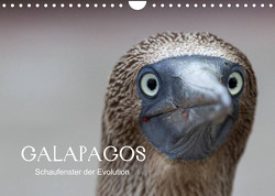 Galapagos (Wandkalender 2023 DIN A4 quer) von Weise,  Ralf
