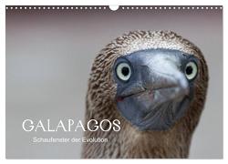 Galapagos (Wandkalender 2024 DIN A3 quer), CALVENDO Monatskalender von Weise,  Ralf